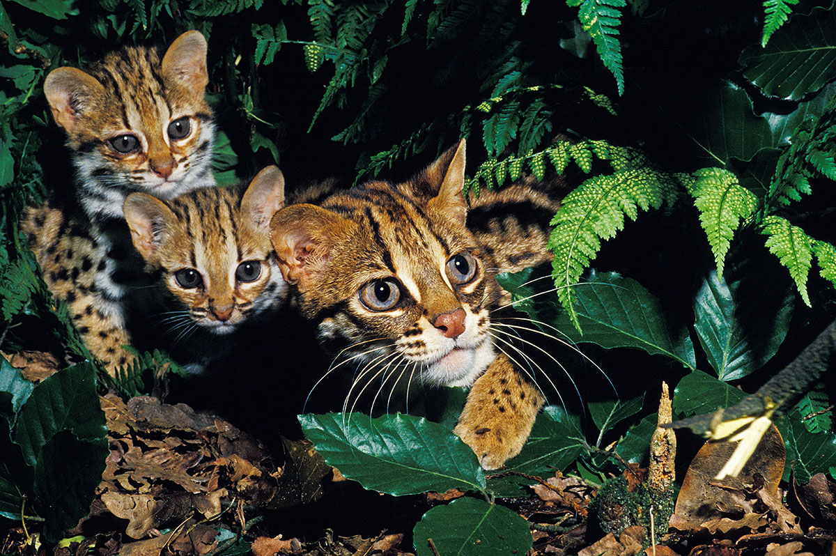 Asian Leopard cats in the wild