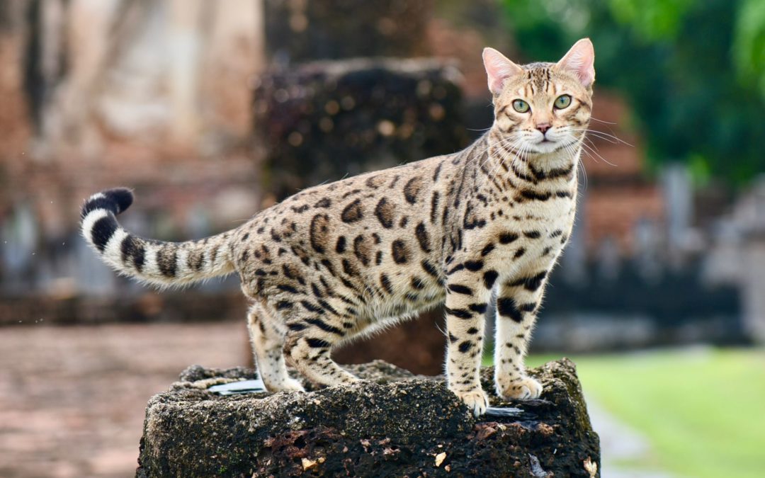 BangkokCats Peppermint